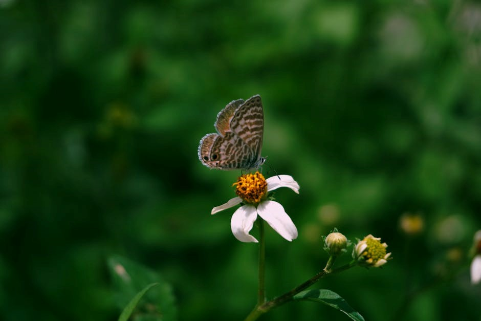 libro flor y canto pdf gratis